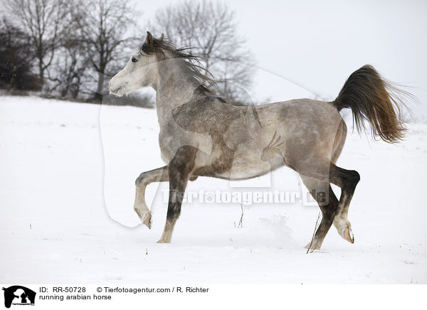 trabender Araber / running arabian horse / RR-50728