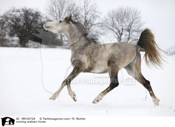 rennender Araber / running arabian horse / RR-50729