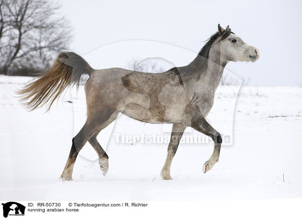 trabender Araber / running arabian horse / RR-50730