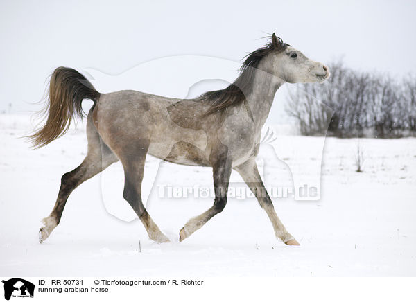 trabender Araber / running arabian horse / RR-50731