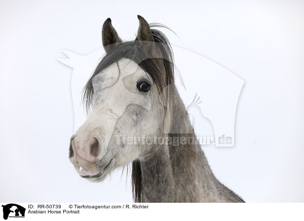 Araber Portrait / Arabian Horse Portrait / RR-50739