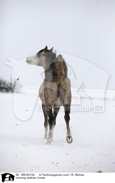 trabender Araber / running arabian horse / RR-50740
