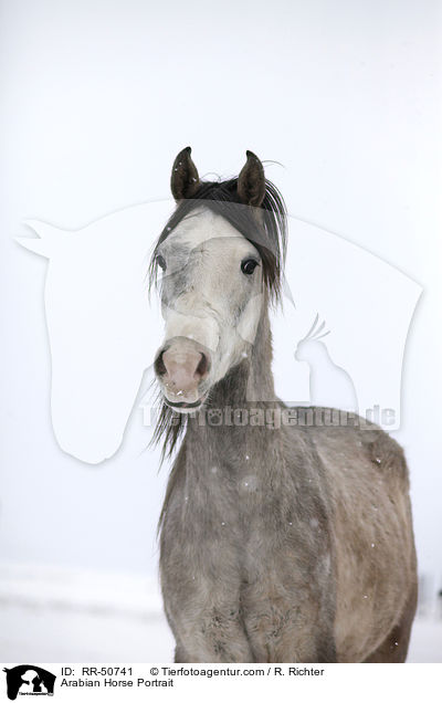 Araber Portrait / Arabian Horse Portrait / RR-50741