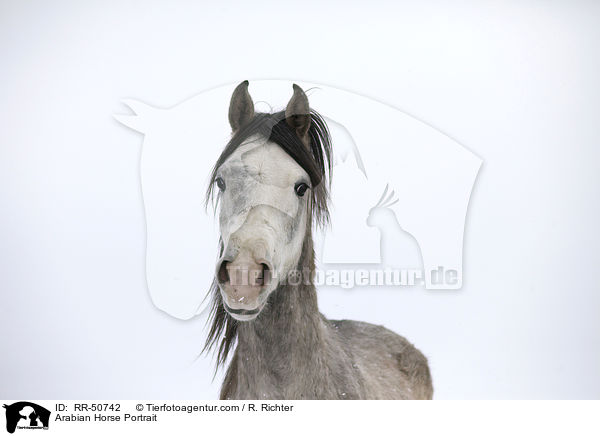 Araber Portrait / Arabian Horse Portrait / RR-50742