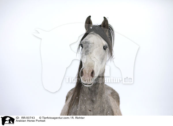 Araber Portrait / Arabian Horse Portrait / RR-50743