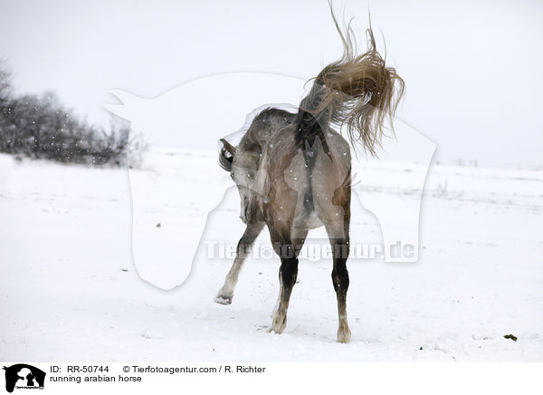 rennender Araber / running arabian horse / RR-50744