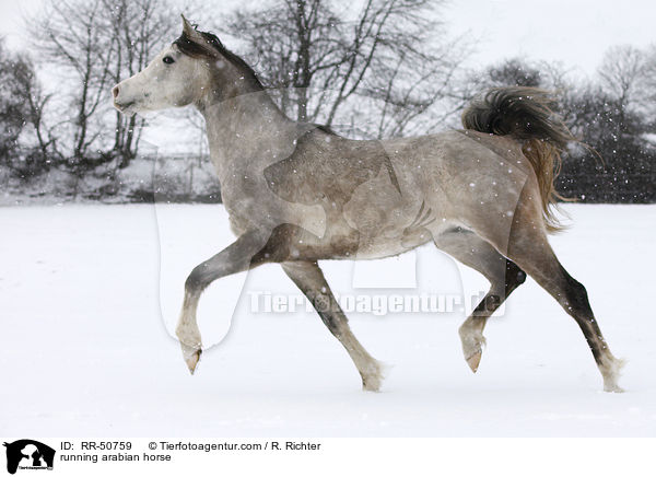 trabender Araber / running arabian horse / RR-50759