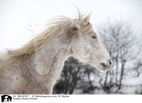 Araber Portrait / Arabian Horse Portrait / RR-50767