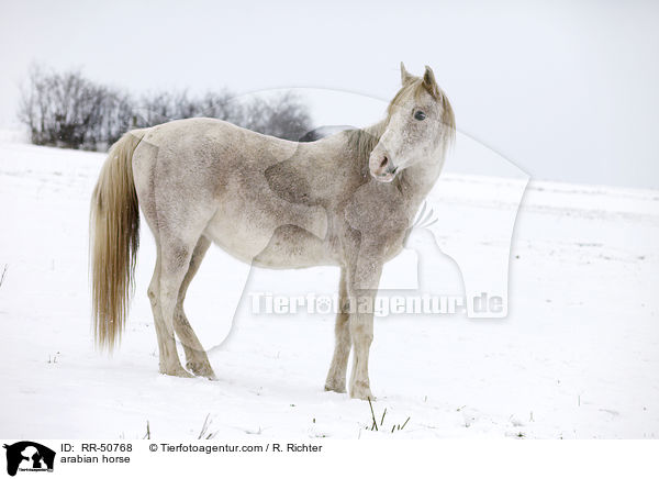 Araber / arabian horse / RR-50768