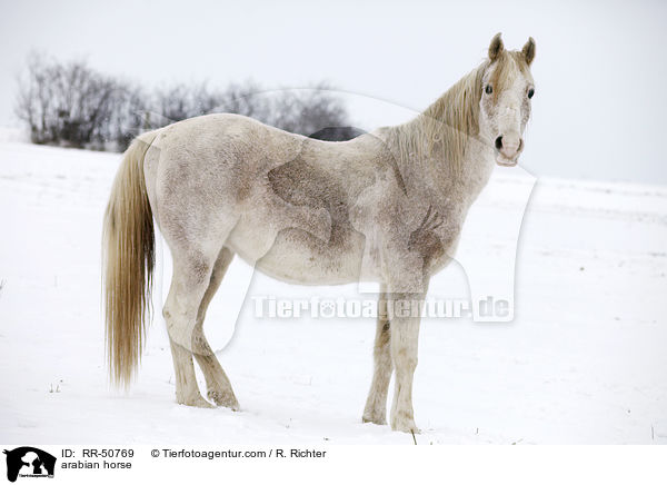 Araber / arabian horse / RR-50769