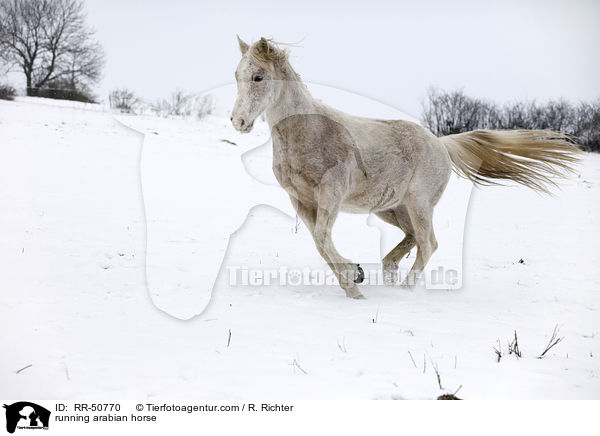 rennender Araber / running arabian horse / RR-50770