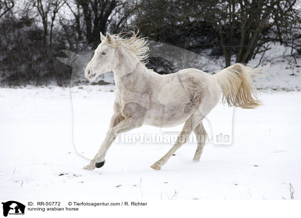 rennender Araber / running arabian horse / RR-50772