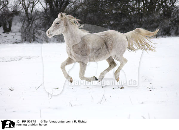 running arabian horse / RR-50775