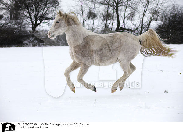 running arabian horse / RR-50790