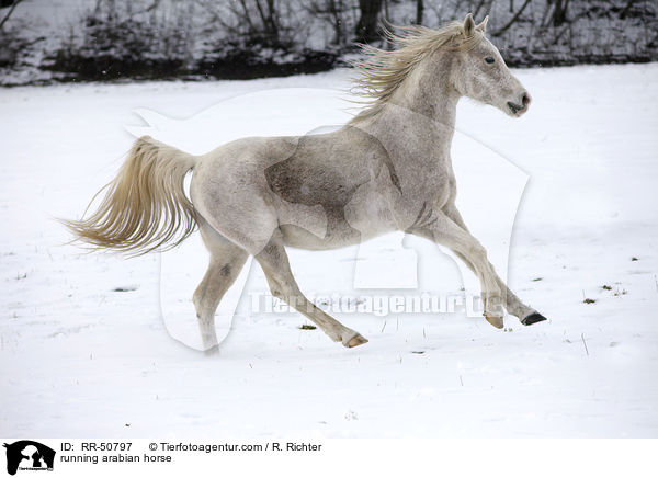 running arabian horse / RR-50797