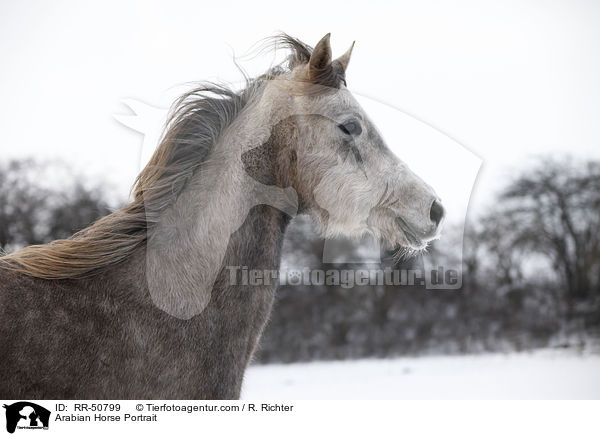 Araber Portrait / Arabian Horse Portrait / RR-50799