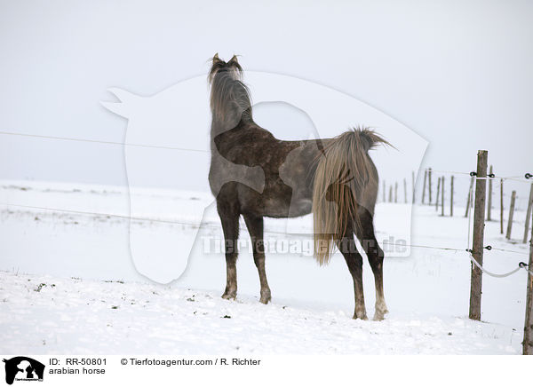 Araber / arabian horse / RR-50801