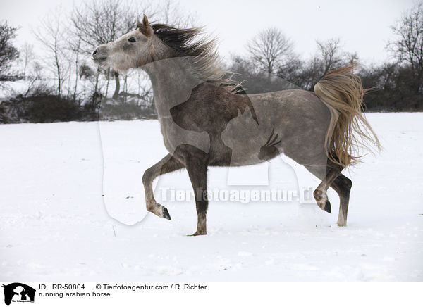 trabender Araber / running arabian horse / RR-50804