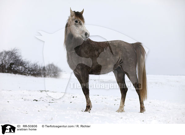 Araber / arabian horse / RR-50806