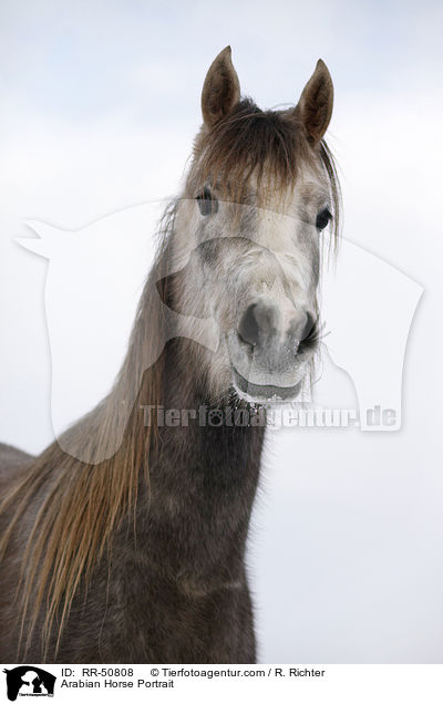 Araber Portrait / Arabian Horse Portrait / RR-50808