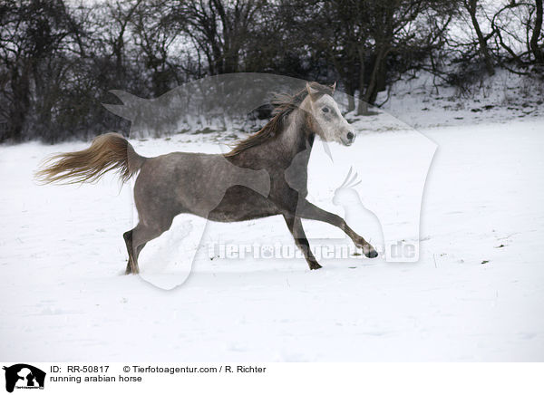 rennender Araber / running arabian horse / RR-50817