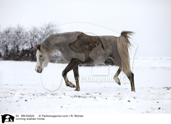 trabender Araber / running arabian horse / RR-50820