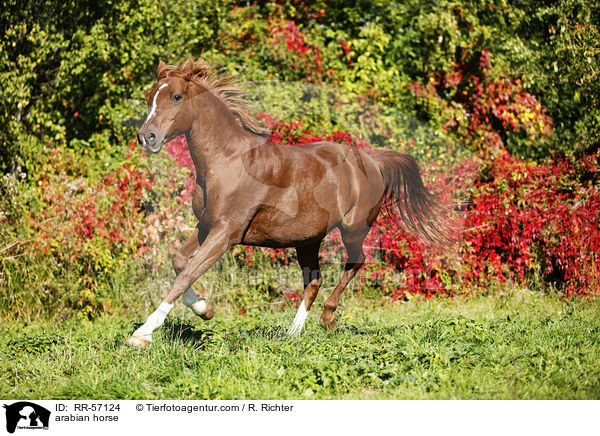 Arabisches Vollblut / arabian horse / RR-57124