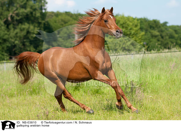 galoppierender Araber / galloping arabian horse / NS-03810