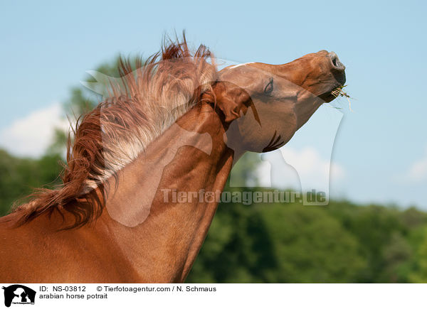 Araber Portrait / arabian horse potrait / NS-03812
