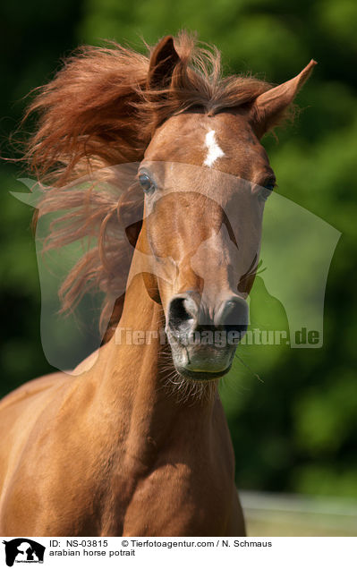 Araber Portrait / arabian horse potrait / NS-03815