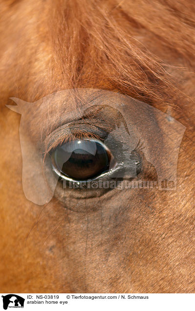 Araber Auge / arabian horse eye / NS-03819