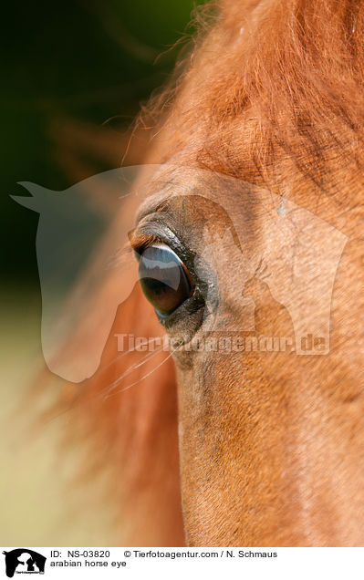 Araber Auge / arabian horse eye / NS-03820