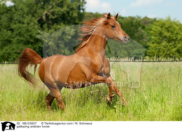 galoppierender Araber / galloping arabian horse / NS-03827