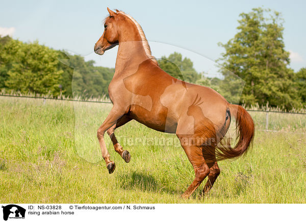 steigender Araber / rising arabian horse / NS-03828