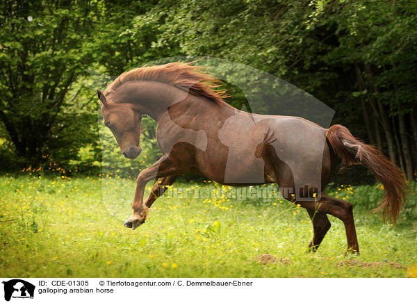 galoppierender Araber / galloping arabian horse / CDE-01305