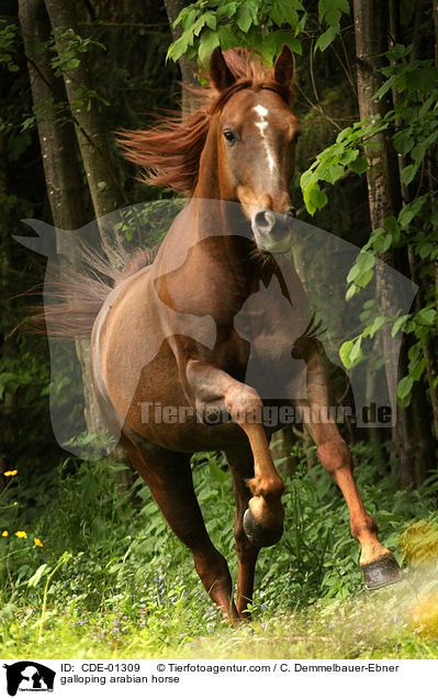 galloping arabian horse / CDE-01309
