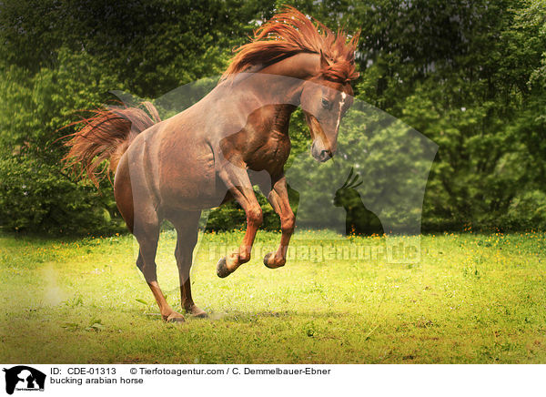 bucking arabian horse / CDE-01313