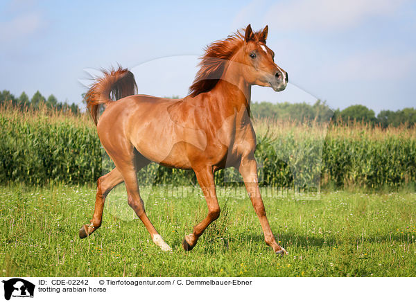 trabendes Araber / trotting arabian horse / CDE-02242