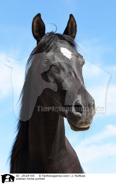Araber Portrait / arabian horse portrait / JH-24100
