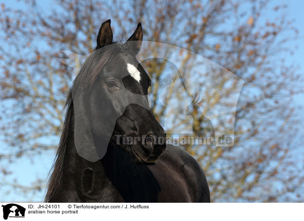 Araber Portrait / arabian horse portrait / JH-24101