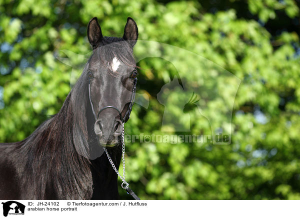 Araber Portrait / arabian horse portrait / JH-24102
