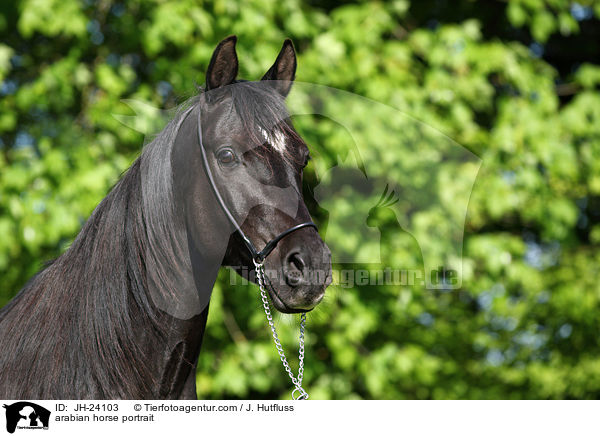 Araber Portrait / arabian horse portrait / JH-24103