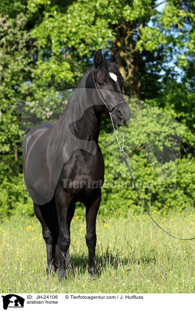 Araber / arabian horse / JH-24106