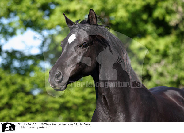 Araber Portrait / arabian horse portrait / JH-24108