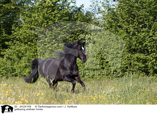 galoppierender Araber / galloping arabian horse / JH-24109