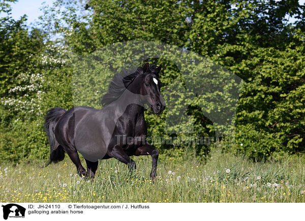 galoppierender Araber / galloping arabian horse / JH-24110