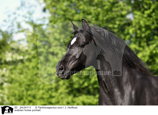 Araber Portrait / arabian horse portrait / JH-24111