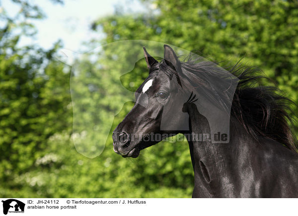 Araber Portrait / arabian horse portrait / JH-24112