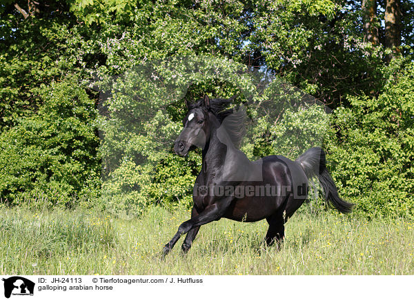 galoppierender Araber / galloping arabian horse / JH-24113