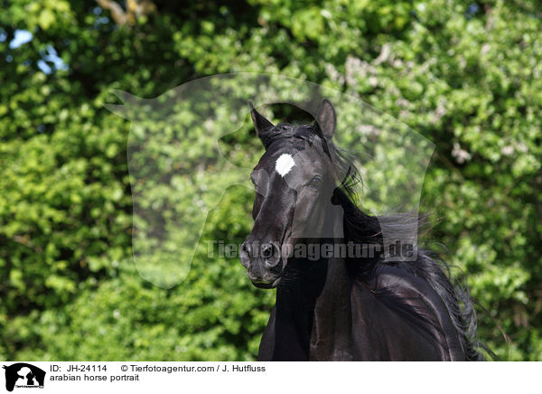 Araber Portrait / arabian horse portrait / JH-24114